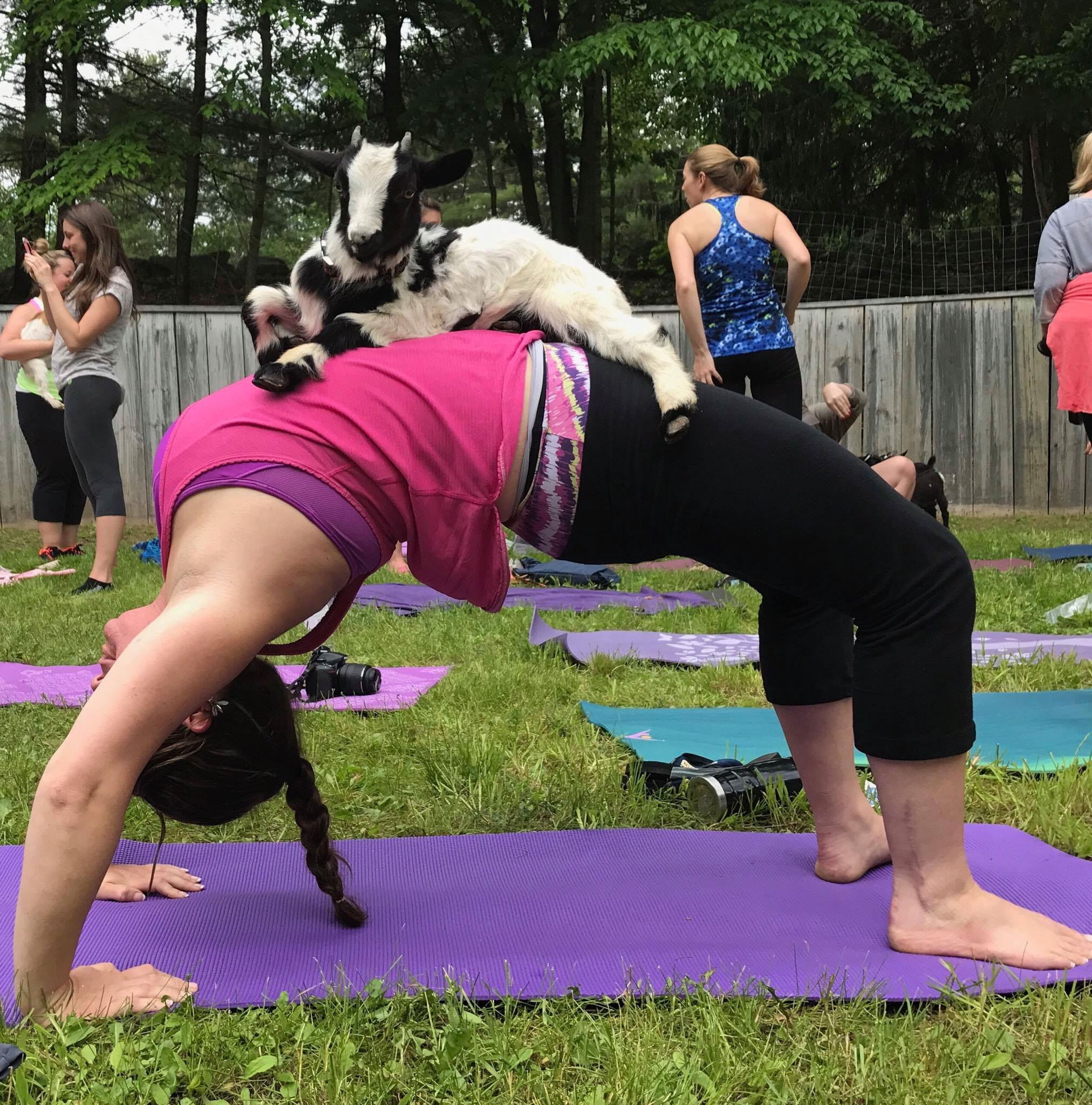 Yoga w/Goats (on the Library Lawn) - Wed., August 23 at 5 ...